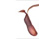 Непентес сангенея / Nepenthes sanguinea