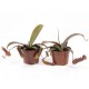 Непентес сангенея / Nepenthes sanguinea