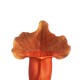 Сарраценія пурпурна гібрид / Sarracenia purpurea hybride