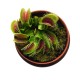 Венерина мухоловка. Діонея / Dionaea muscipula