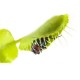 Венерина мухоловка. Дионея / Dionaea muscipula