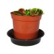 Венерина мухоловка. Діонея / Dionaea muscipula