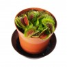 Венерина мухоловка. Діонея / Dionaea muscipula