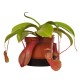 Непентес алата / Nepenthes alata