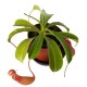 Непентес алата / Nepenthes alata