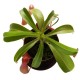 Непентес алата / Nepenthes alata