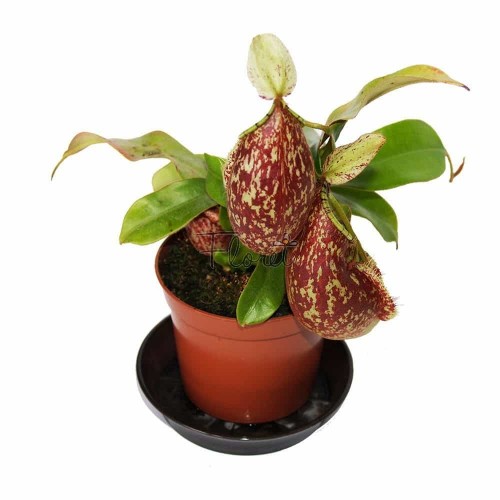 Непентес хукеріна / Nepenthes hookeriana