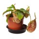 Непентес хукеріна / Nepenthes hookeriana
