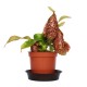 Непентес хукеріна / Nepenthes hookeriana