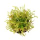 Росичка капська червона / Drosera capensis red