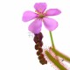Росичка капська червона / Drosera capensis red