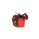 Непентес сангенея / Nepenthes sanguinea