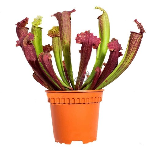 Сарраценія Фіона / Sarracenia Fiona