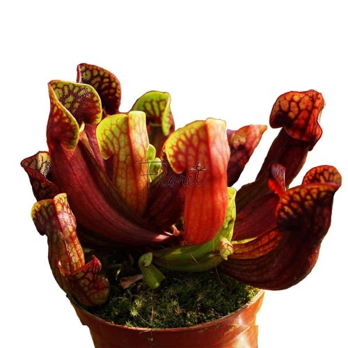 Сарраценія марун / Sarracenia maroon