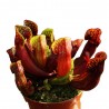 Сарраценія марун / Sarracenia maroon