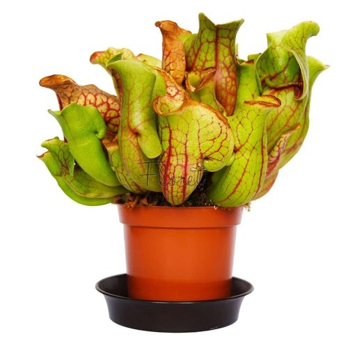 Сарраценія пурпурна веноза / Sarracenia purpurea venosa