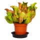 Сарраценія пурпурна веноза / Sarracenia purpurea venosa