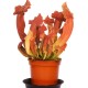 Сарраценія пурпурна гібрид / Sarracenia purpurea hybride