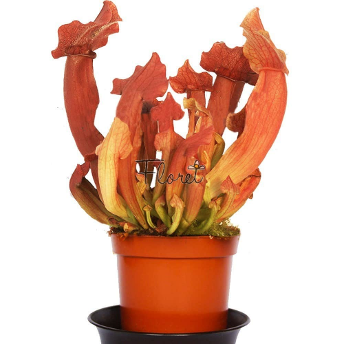 Сарраценія пурпурна гібрид / Sarracenia purpurea hybride