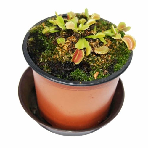 Паросток венериної мухоловки. Діонеї / Dionaea muscipula