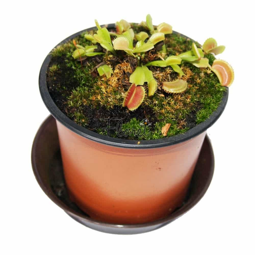 Паросток венериної мухоловки. Діонеї / Dionaea muscipula