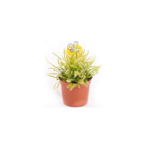Росичка капська альба / Drosera capensis alba