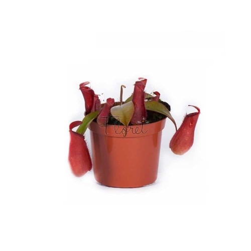 Непентес Блуд Мері / Nepenthes Bloody Mary