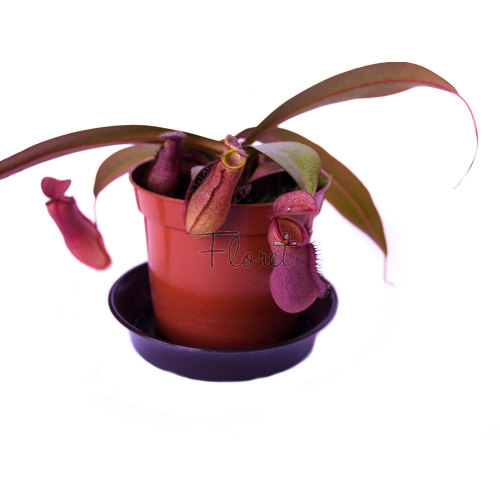 Непентес сангенея / Nepenthes sanguinea