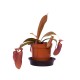 Непентес сангенея / Nepenthes sanguinea