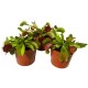 Венерина мухоловка. Дионея / Dionaea muscipula