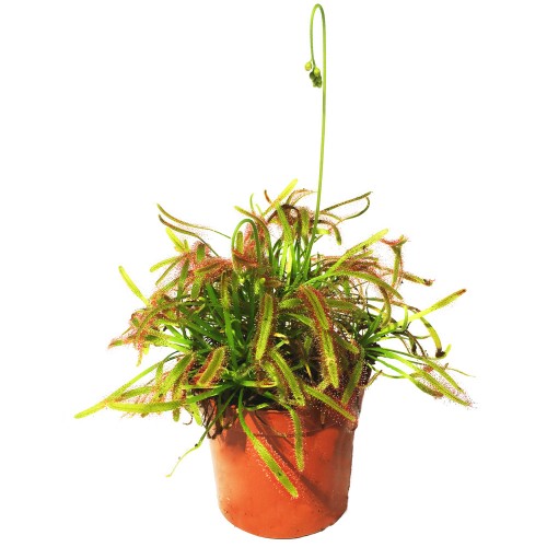 Росичка капська червона / Drosera capensis red