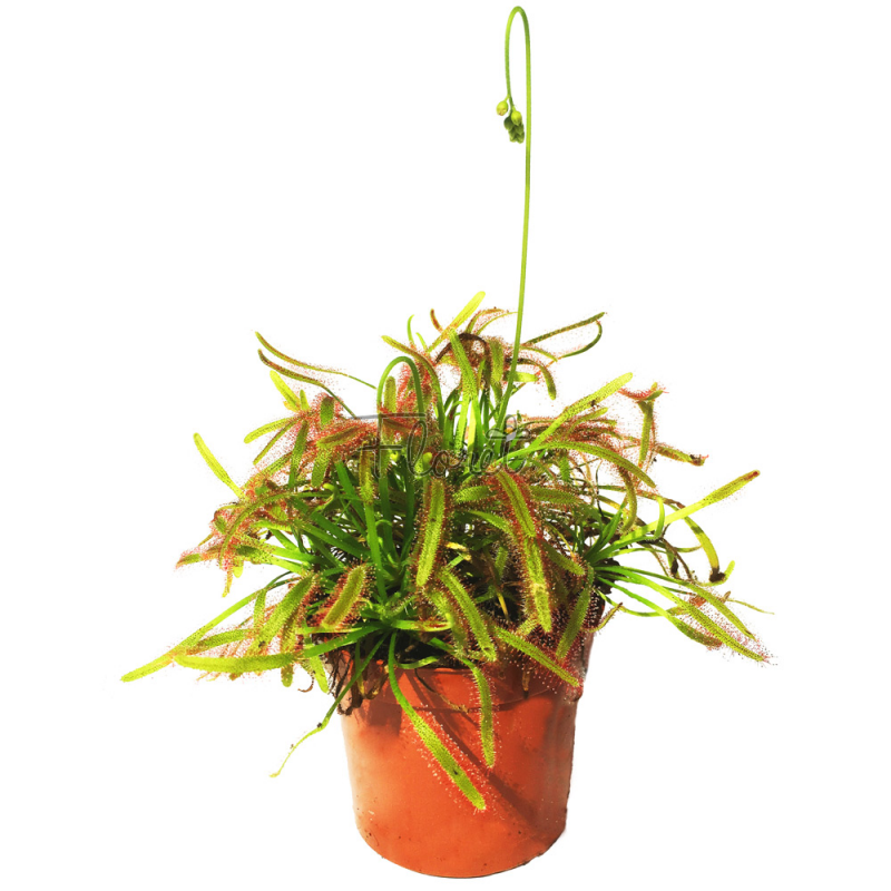 Росичка капська червона / Drosera capensis red