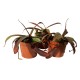Непентес сангенея / Nepenthes sanguinea