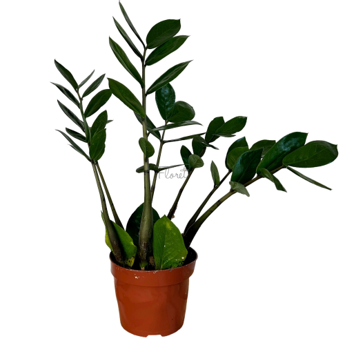 Заміокулькас (Zamioculcas) h 40 см